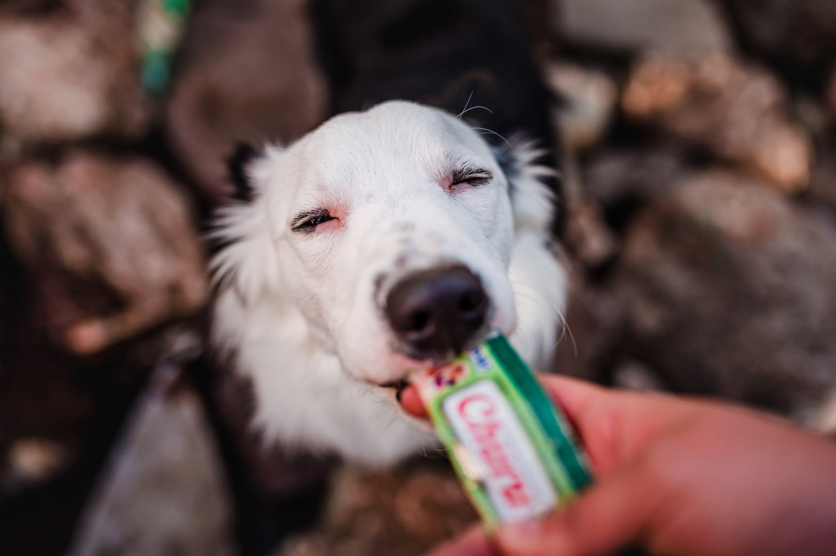 Inaba Churu — foto oficial de la gama para perros