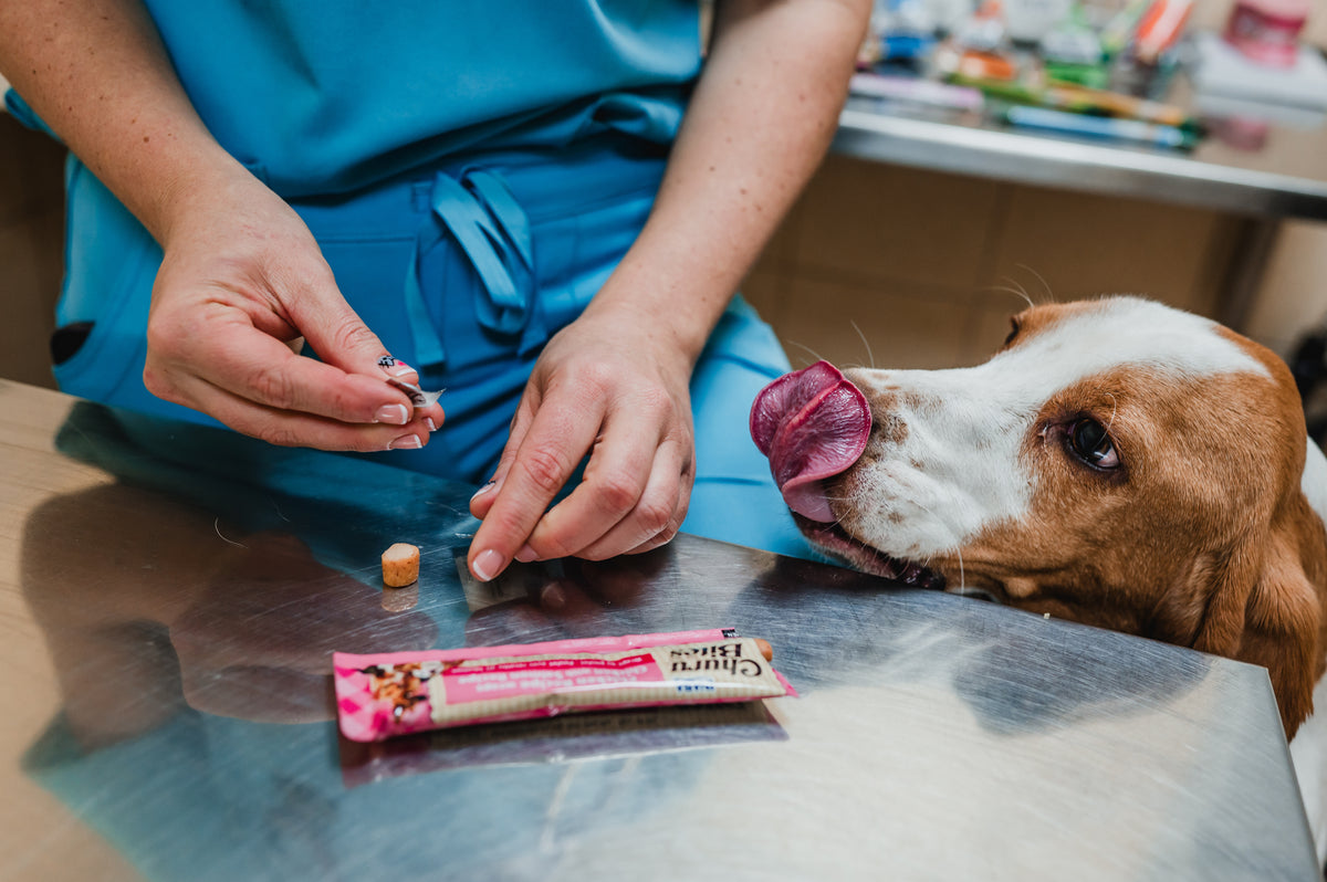 Inaba Churu | Premio cremoso para perros sabor pollo con salmón — foto oficial INABA Churu