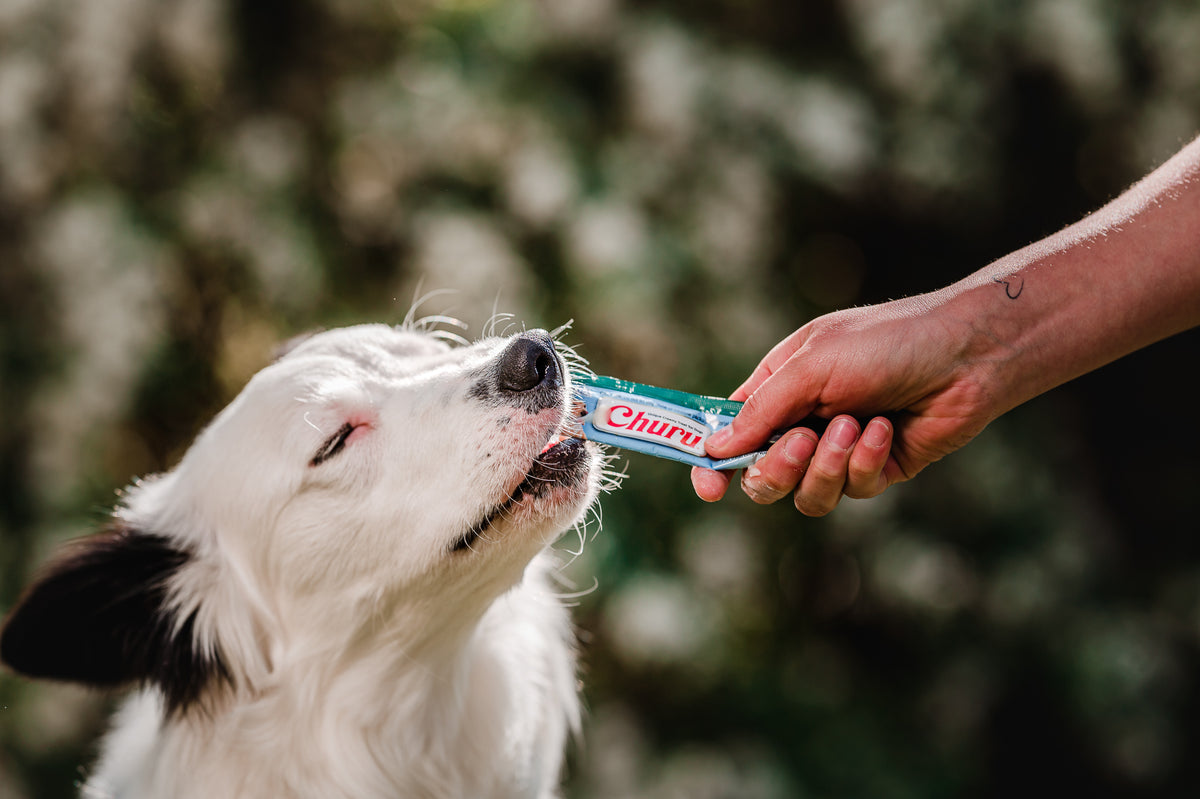 Inaba Churu — foto oficial de la gama para perros