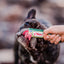 Inaba Churu — foto oficial de la gama para perros