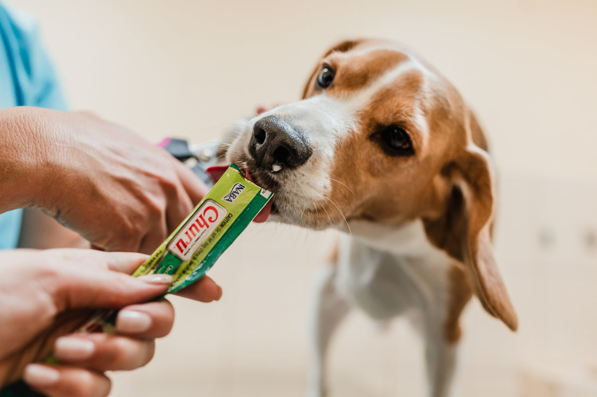 Inaba Churu | Premio cremoso para perros sabor pollo con vegetales — foto oficial INABA Churu