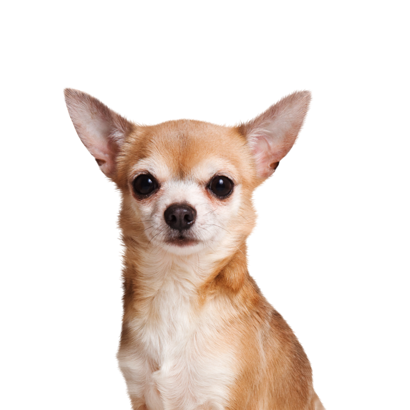 Canbo | DOG CON CORDERO RZ.PQ AD