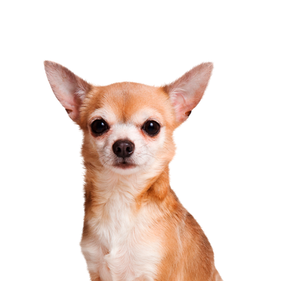 Canbo | DOG CON CORDERO RZ.PQ AD