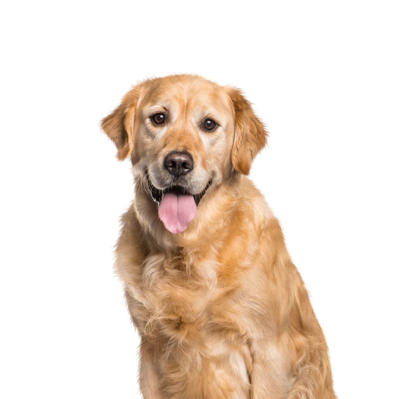 Canbo | DOG HIGH BALANCE T.RZ AD