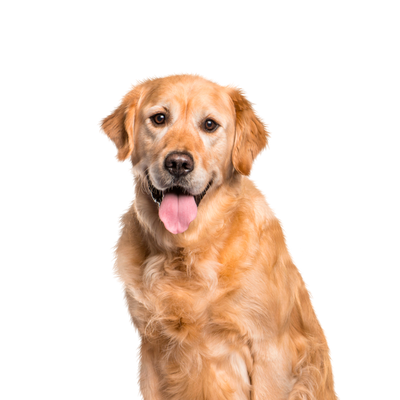 Canbo | DOG HIGH BALANCE T.RZ AD