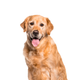 Canbo | DOG HIGH BALANCE T.RZ AD