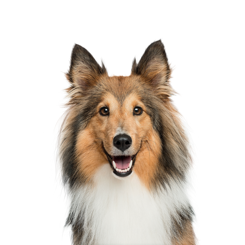 Canbo | DOG CON CORDERO RZ.MYG AD