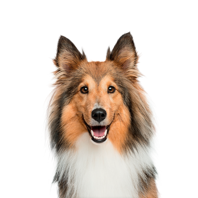 Canbo | DOG CON CORDERO RZ.MYG AD