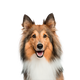 Canbo | DOG CON CORDERO RZ.MYG AD