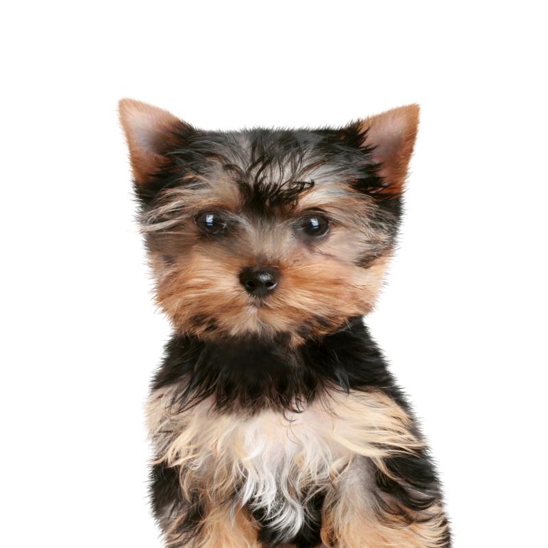Canbo | DOG CON CORDERO RZ.PQ CACH