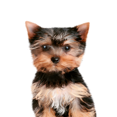 Canbo | DOG CON CORDERO RZ.PQ CACH