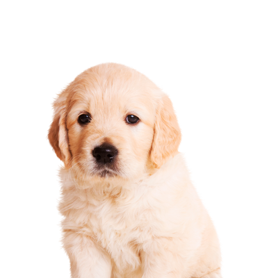 Canbo | DOG CON CORDERO RZ.MYG CACH