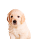 Canbo | DOG CON CORDERO RZ.MYG CACH
