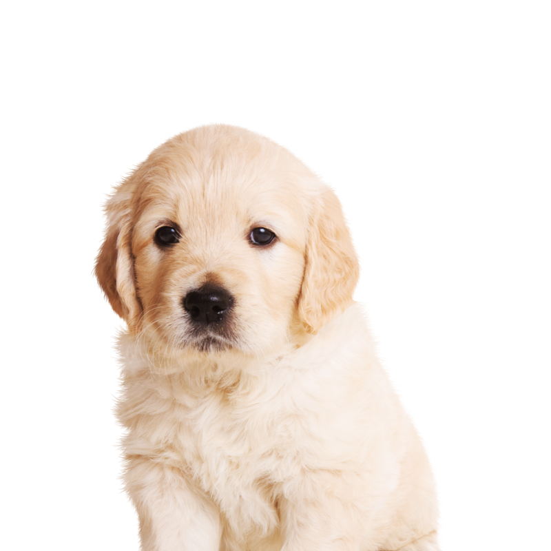 Beneficios de Canbo Cachorros Razas Medianas y Grandes con cordero