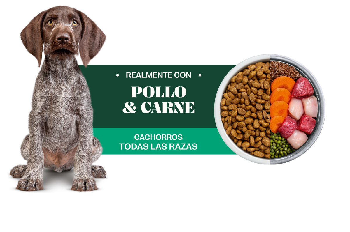 Pawner | Dog adultos razas mini y pequeñas con pollo y cordero – beneficios