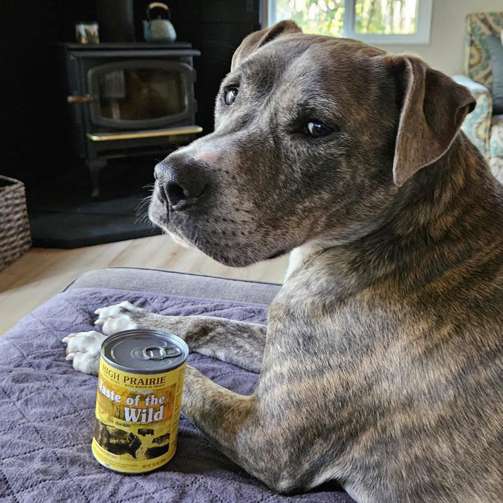 Taste of the Wild | High Prairie bisonte en salsa para perros (lata)