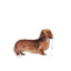 Dachshund adult