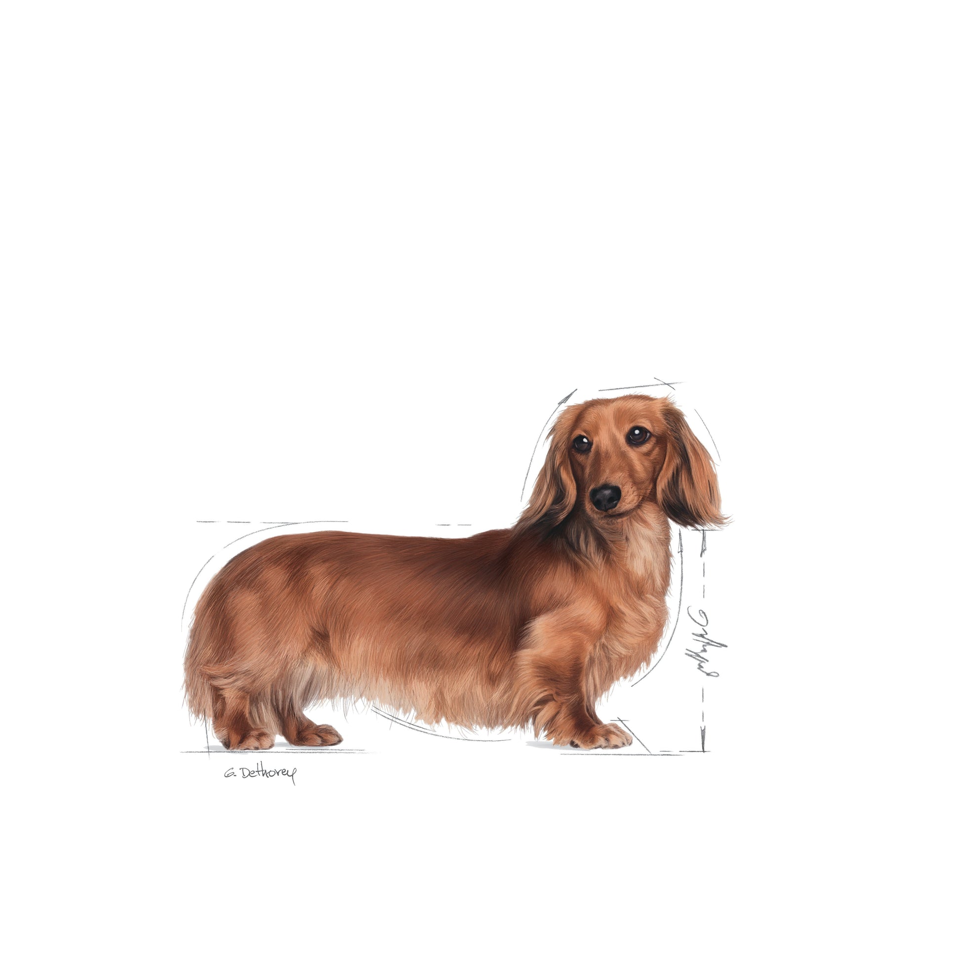 Dachshund adult