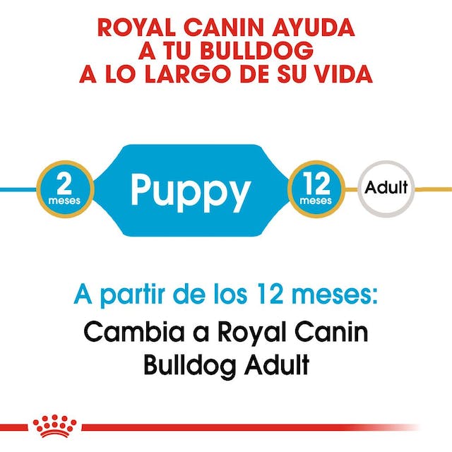 ROYAL CANIN | Alimento seco para perros cachorro Bulldog inglés