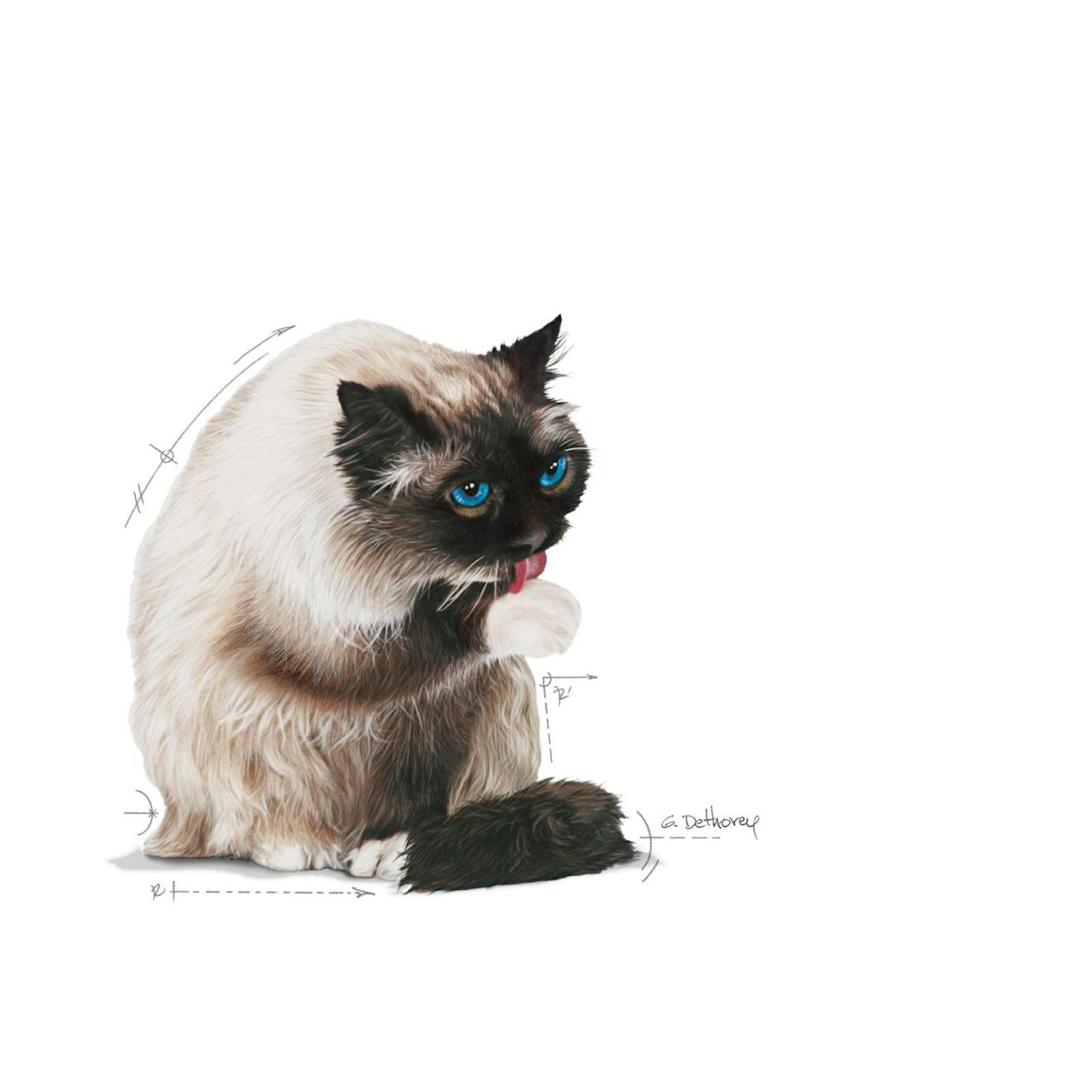 FCN22 - HAIRBALL CARE - DRY - BIRMAN - FACING - EMBLEMATIC PICTURE - B1