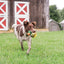 Animal Squeak Toys