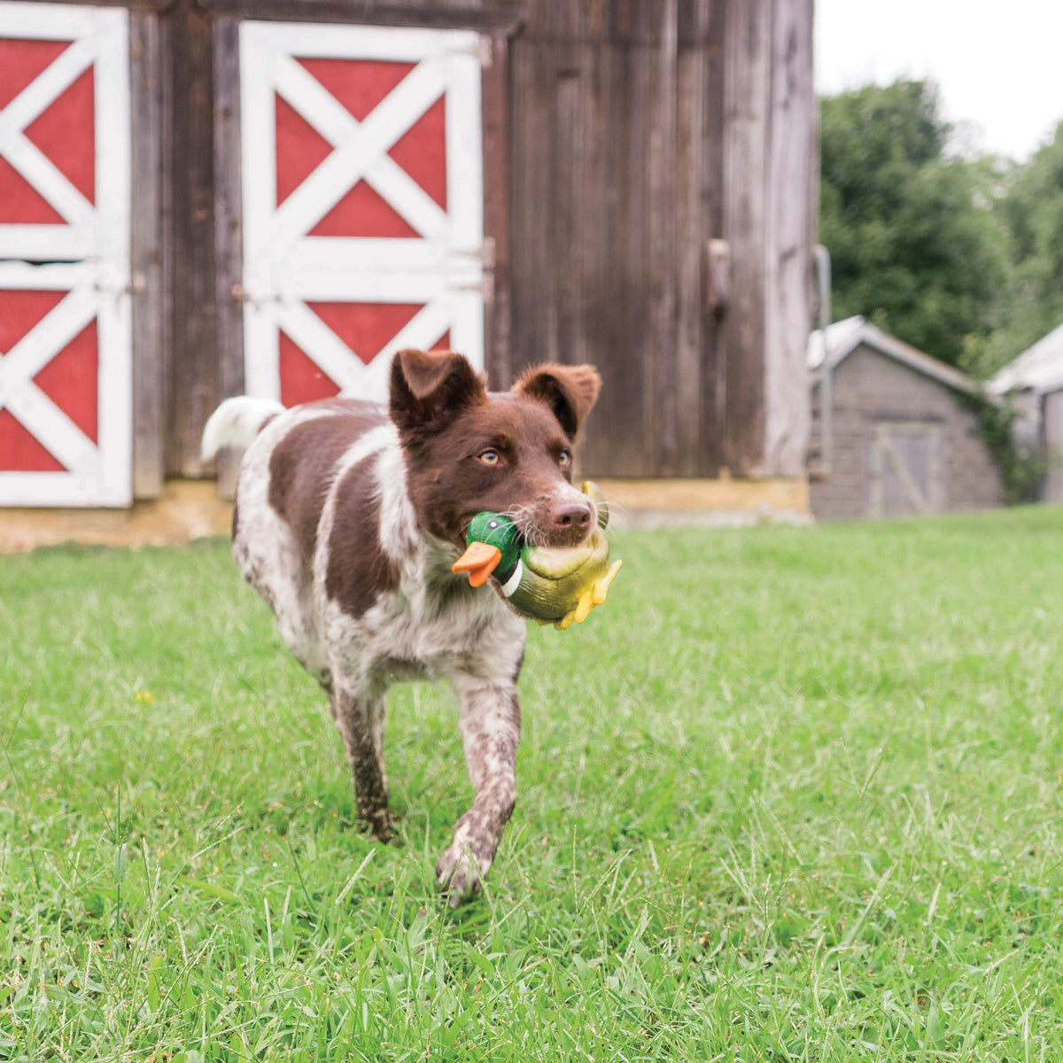 Animal Squeak Toys