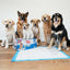 Four Paws Wee-Wee Gigantic con Runoff Edge Guard, 18 empapadores · en uso con perros grandes
