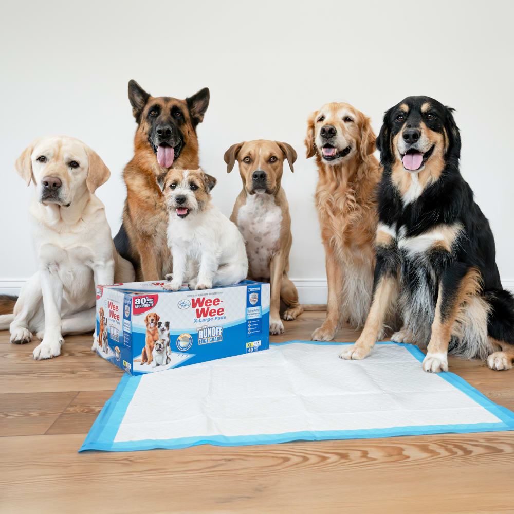 Four Paws Wee-Wee Gigantic con Runoff Edge Guard, 18 empapadores · en uso con perros grandes