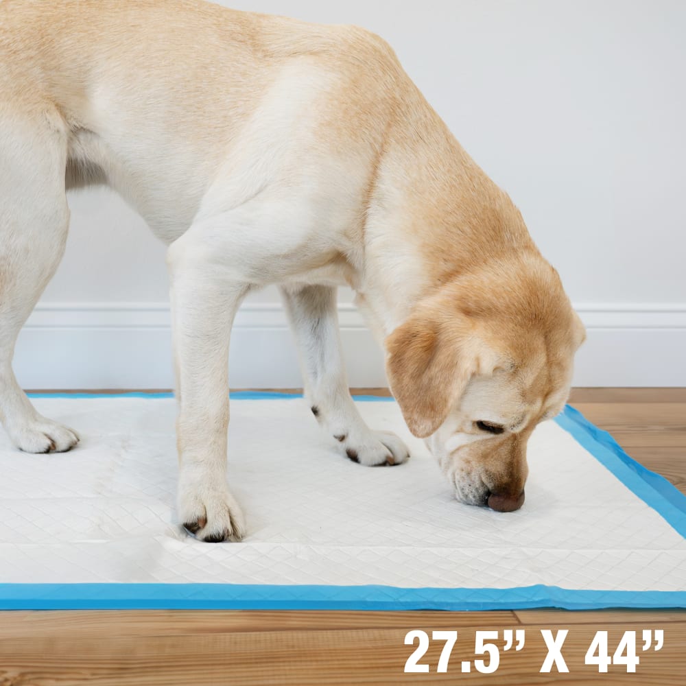 Four Paws Wee-Wee Gigantic con Runoff Edge Guard, 18 empapadores · medidas 27.5 x 44 pulgadas (70 x 112 cm)