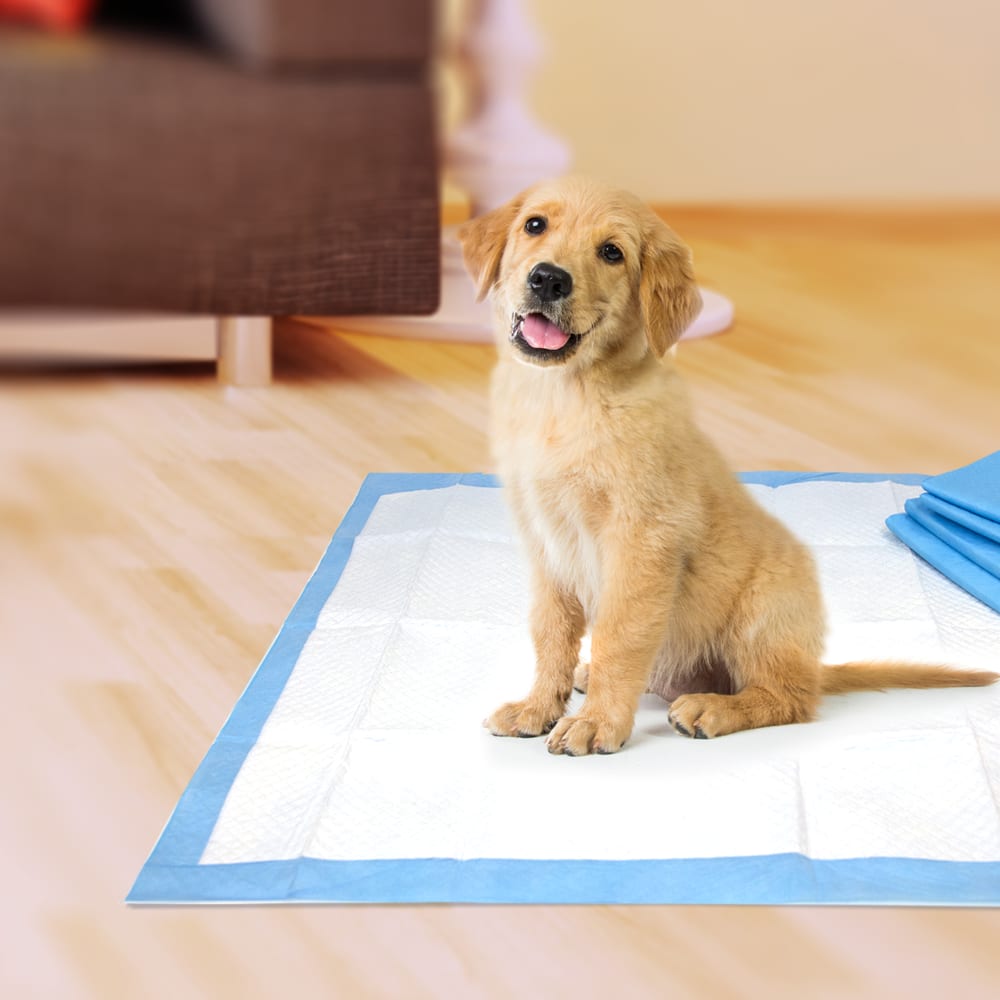 Four Paws Wee-Wee Superior Performance (Original 24HR) · en uso con cachorro
