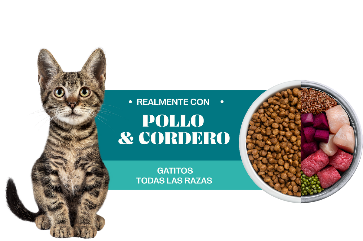 Pawner | Cat adultos todas las razas con pollo y salmón – beneficios