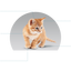 Canbo | CAT INITIAL DEVELOPMENT CACH