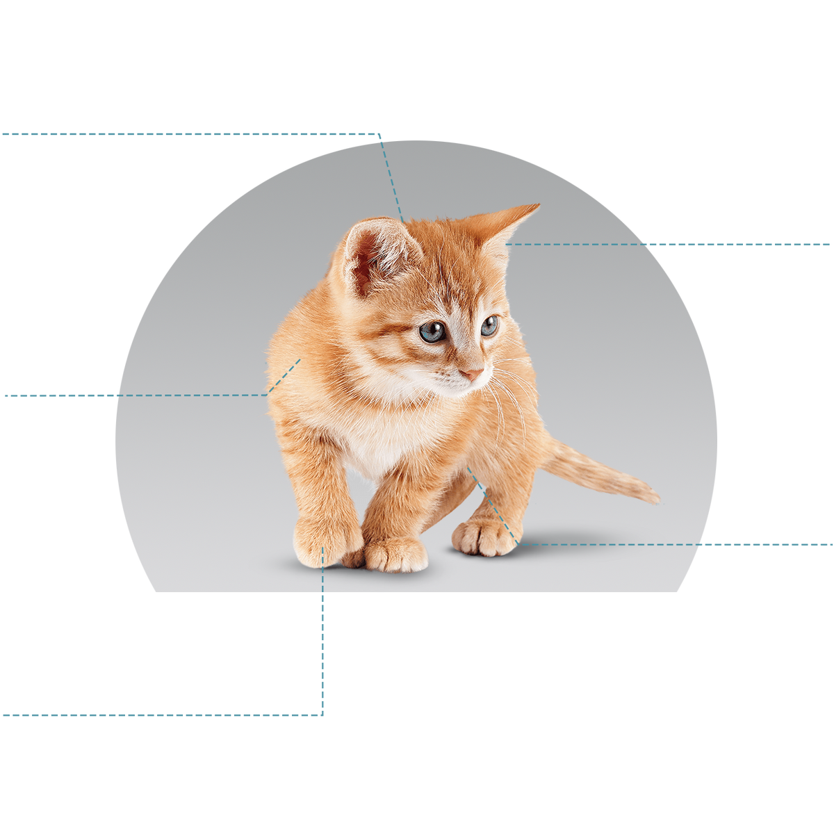 Canbo | CAT INITIAL DEVELOPMENT CACH