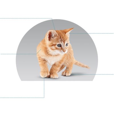 Canbo | CAT INITIAL DEVELOPMENT CACH