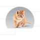 Canbo | CAT INITIAL DEVELOPMENT CACH