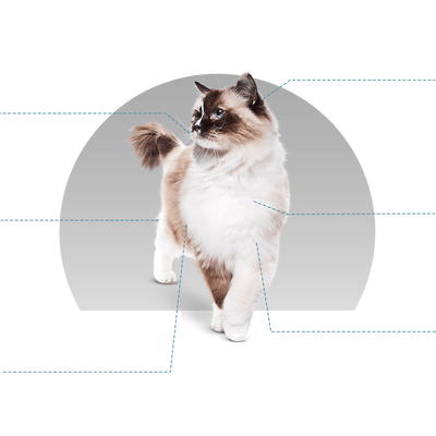 Canbo | CAT STERILIZED CARE AD