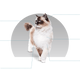 Canbo | CAT STERILIZED CARE AD