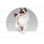 Beneficios de Canbo Cat Sterilized Care para gatos esterilizados