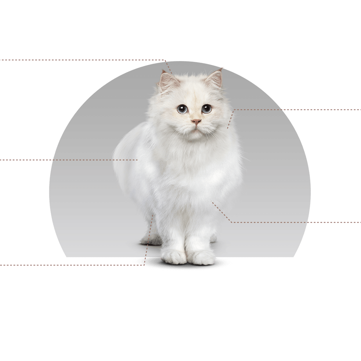 Canbo | CAT URINARY HEALTH AD