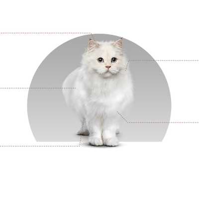 Canbo | CAT URINARY HEALTH AD