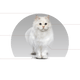 Canbo | CAT URINARY HEALTH AD