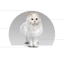 Beneficios de Canbo Cat Urinary Health