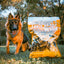 Taste of the Wild | High Prairie adultos con bisonte y venado asados