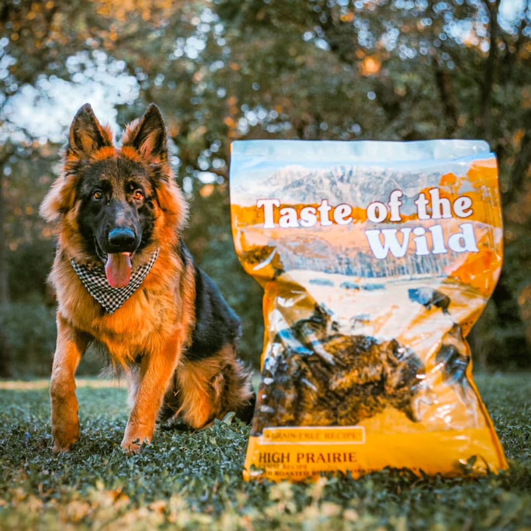 Taste of the Wild | High Prairie adultos con bisonte y venado asados