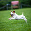 GiGwi | Juguete para perros Pelota de tenis Skipdawg — vista alternativa