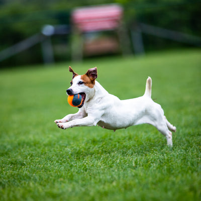 GiGwi | Juguete para perros Pelota de tenis Skipdawg — vista alternativa