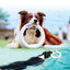 GiGwi | Juguete para perros Pop-Pals resistente aro volador TPU BASF negro material tecnológico — vista alternativa