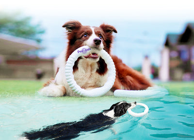 GiGwi | Juguete para perros Pop-Pals resistente aro volador TPU BASF negro material tecnológico — vista alternativa