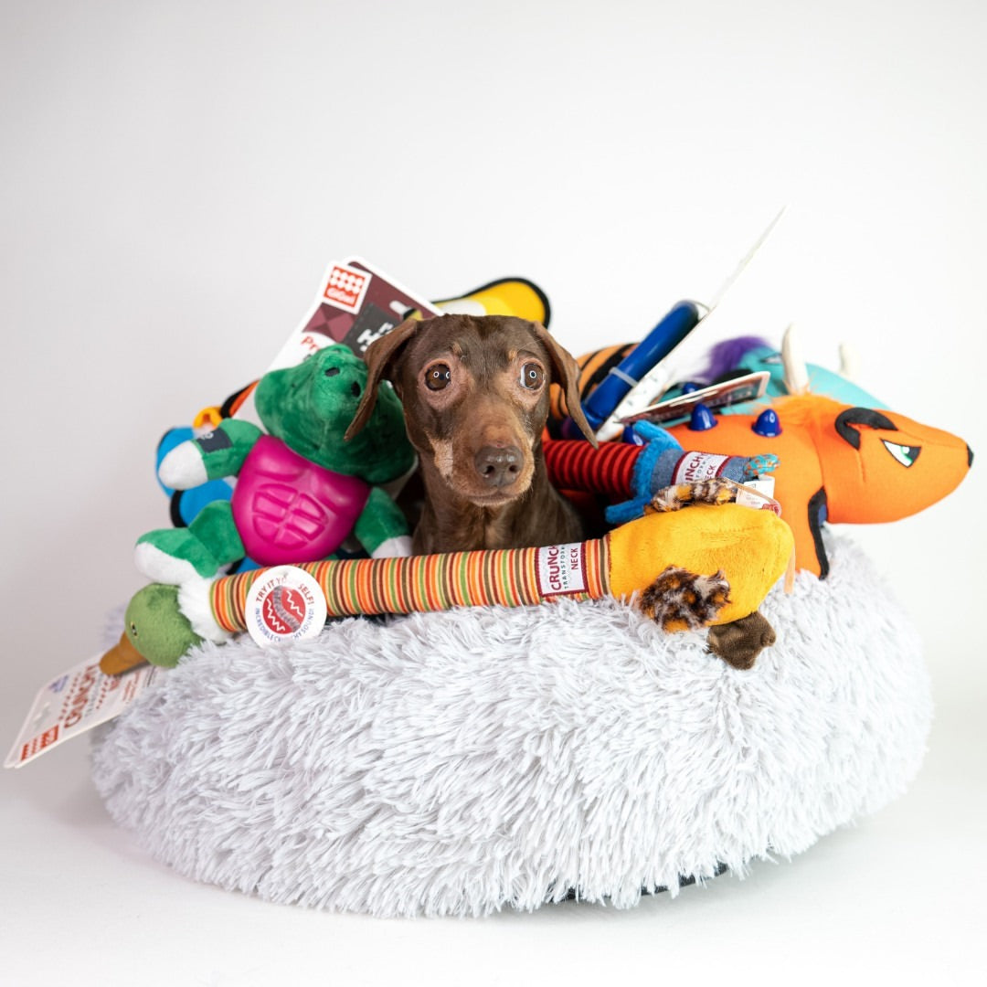 Gigwi | Juguete para perros Duraspikes extra resistente ardilla naranja — foto oficial GiGwi