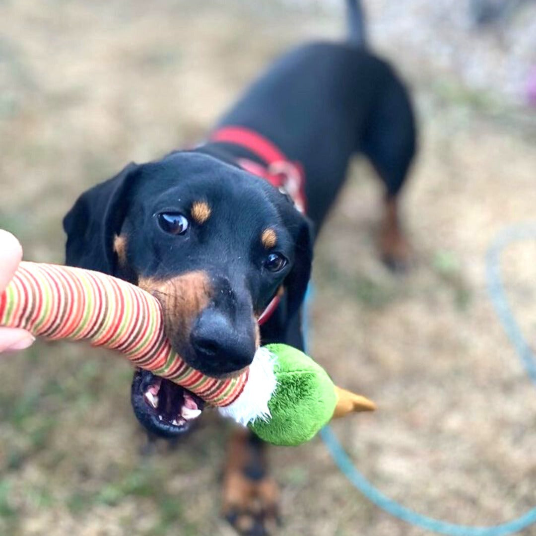 Gigwi | Juguete para perros Crunchy Neck 'felpa Friendz' Pato S con sonido — foto oficial GiGwi